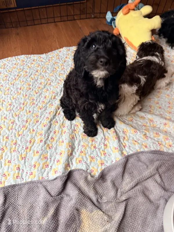 Puppy 4 – Springer Doodle puppy for sale in Windsor, CT