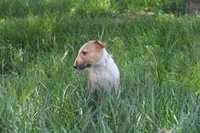 Chopper (AKC Registered), a male Bull Terrier for sale in Lake Elsinore, CA – 7 of 10