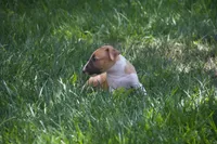 Carrot (AKC Registered), a female Bull Terrier for sale in Lake Elsinore, CA – 10 of 10