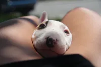 Nami (AKC Registered), a female Bull Terrier for sale in Lake Elsinore, CA – 5 of 10