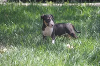 Usopp (AKC Registered), a male Bull Terrier for sale in Lake Elsinore, CA – 9 of 10