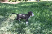 Usopp (AKC Registered), a male Bull Terrier for sale in Lake Elsinore, CA – 6 of 10