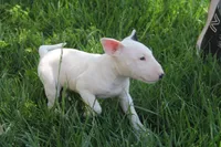 Bepo (AKC Registered), a male Bull Terrier for sale in Lake Elsinore, CA – 6 of 10