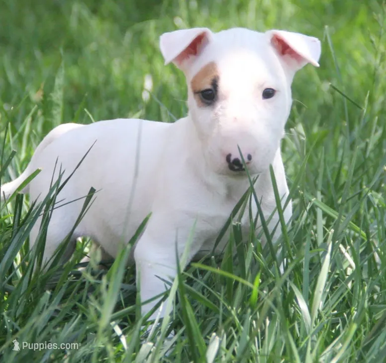 Nami (AKC Registered) Price Reduced – Bull Terrier puppy for sale in Lake Elsinore, CA