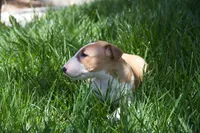 Luffy (AKC Registered), a male Bull Terrier for sale in Lake Elsinore, CA – 9 of 10