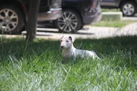 Bepo (AKC Registered), a male Bull Terrier for sale in Lake Elsinore, CA – 9 of 10