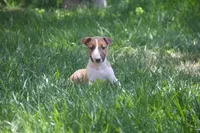 Carrot (AKC Registered), a female Bull Terrier for sale in Lake Elsinore, CA – 3 of 10
