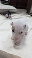 Nami, a female Bull Terrier for sale in Lake Elsinore, CA – Photo 5 of 8