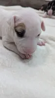 Nami, a female Bull Terrier for sale in Lake Elsinore, CA – Photo 6 of 8