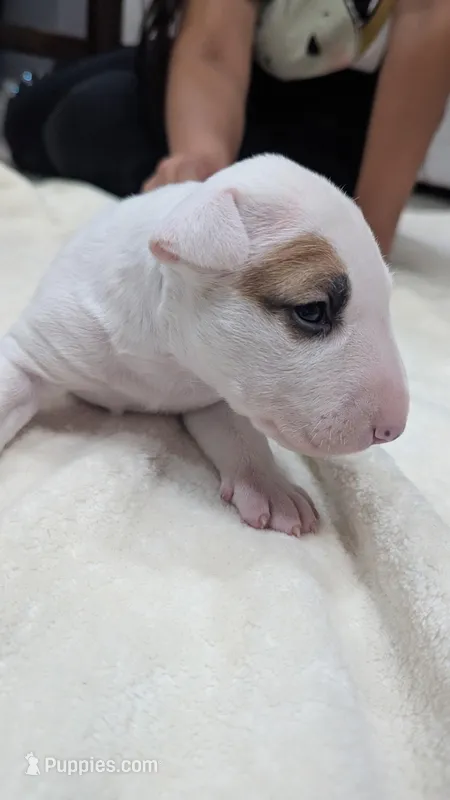 Nami – Bull Terrier puppy for sale in Lake Elsinore, CA