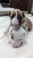Nami, a female Bull Terrier for sale in Lake Elsinore, CA – Photo 3 of 8