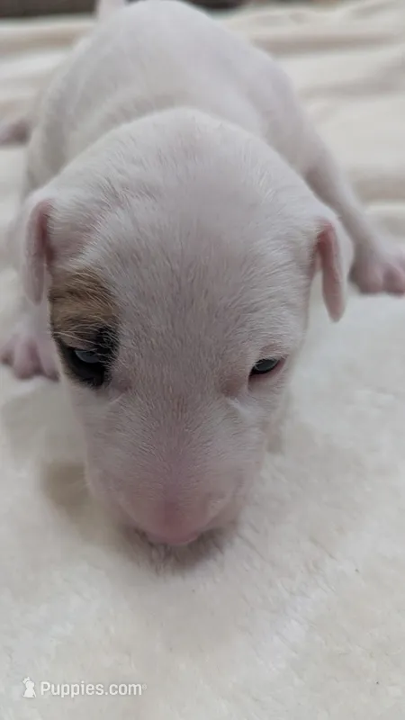 Nami – Bull Terrier puppy for sale in Lake Elsinore, CA