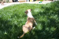 Carrot (AKC Registered), a female Bull Terrier for sale in Lake Elsinore, CA – 2 of 10