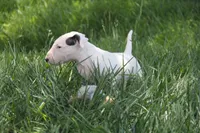 Bepo (AKC Registered), a male Bull Terrier for sale in Lake Elsinore, CA – 8 of 10