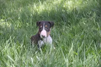Usopp (AKC Registered), a male Bull Terrier for sale in Lake Elsinore, CA – 7 of 10