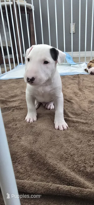 Bepo – Bull Terrier puppy for sale in Lake Elsinore, CA