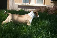 Luffy (AKC Registered), a male Bull Terrier for sale in Lake Elsinore, CA – 10 of 10