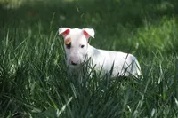 Nami (AKC Registered), a female Bull Terrier for sale in Lake Elsinore, CA – 3 of 10
