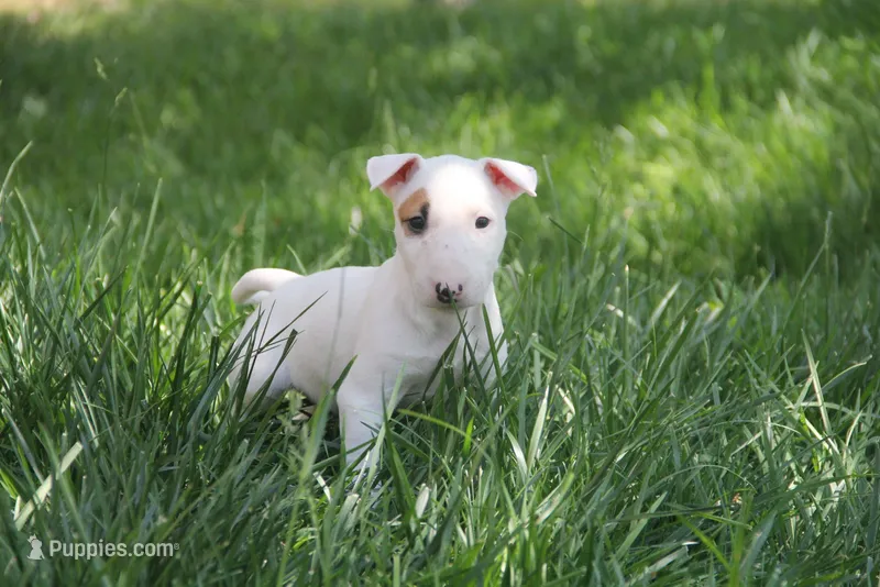 Nami – Bull Terrier puppy for sale in Lake Elsinore, CA