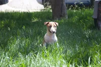 Carrot (AKC Registered), a female Bull Terrier for sale in Lake Elsinore, CA – 5 of 10