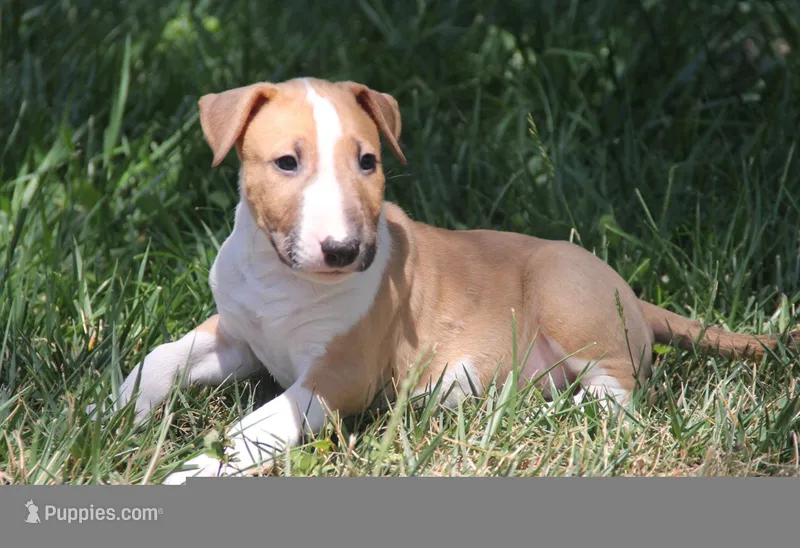 Chopper – Bull Terrier puppy for sale in Lake Elsinore, CA