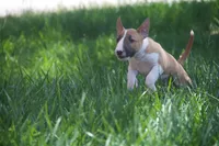 Carrot (AKC Registered), a female Bull Terrier for sale in Lake Elsinore, CA – 8 of 10