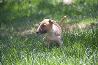 Carrot (AKC Registered), a female Bull Terrier for sale in Lake Elsinore, CA – 9 of 10