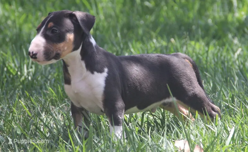 Usopp – Bull Terrier puppy for sale in Lake Elsinore, CA