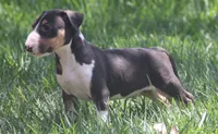 Usopp (AKC Registered), a male Bull Terrier for sale in Lake Elsinore, CA – 1 of 10