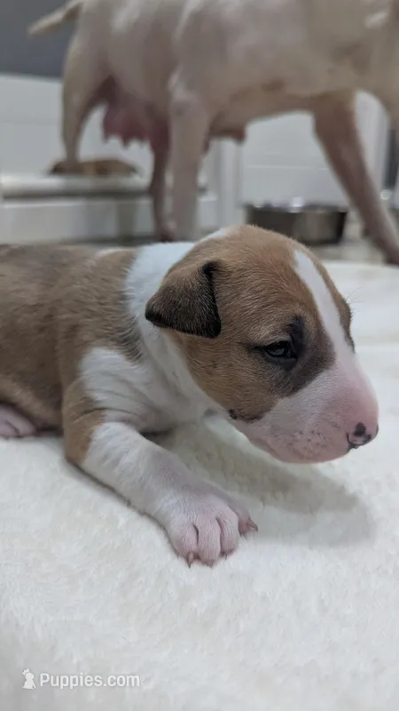 Luffy – Bull Terrier puppy for sale in Lake Elsinore, CA
