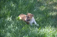 Carrot (AKC Registered), a female Bull Terrier for sale in Lake Elsinore, CA – 4 of 10