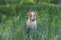 Chopper (AKC Registered), a male Bull Terrier for sale in Lake Elsinore, CA – 8 of 10