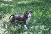 Usopp (AKC Registered), a male Bull Terrier for sale in Lake Elsinore, CA – 5 of 10