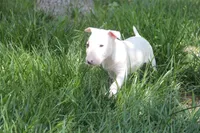 Nami (AKC Registered), a female Bull Terrier for sale in Lake Elsinore, CA – 6 of 10