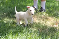 Bepo (AKC Registered), a male Bull Terrier for sale in Lake Elsinore, CA – 3 of 10