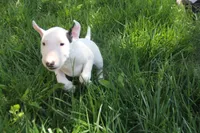 Bepo (AKC Registered), a male Bull Terrier for sale in Lake Elsinore, CA – 2 of 10