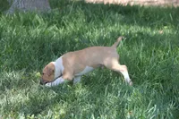 Chopper (AKC Registered), a male Bull Terrier for sale in Lake Elsinore, CA – 2 of 10