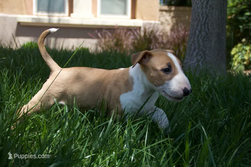 Luffy – Bull Terrier puppy for sale in Lake Elsinore, CA