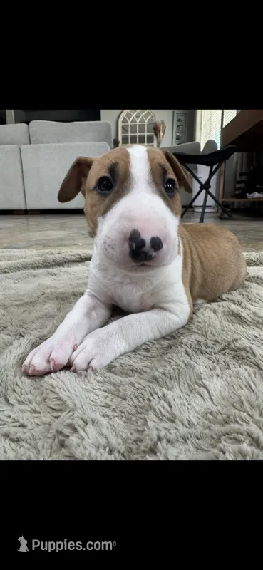 Luffy – Bull Terrier puppy for sale in Lake Elsinore, CA