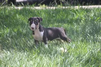 Usopp (AKC Registered), a male Bull Terrier for sale in Lake Elsinore, CA – 4 of 10