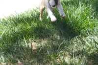 Carrot (AKC Registered), a female Bull Terrier for sale in Lake Elsinore, CA – 7 of 10