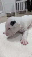 Bepo, a male Bull Terrier for sale in Lake Elsinore, CA – Photo 5 of 6