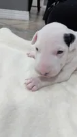 Bepo, a male Bull Terrier for sale in Lake Elsinore, CA – Photo 3 of 6