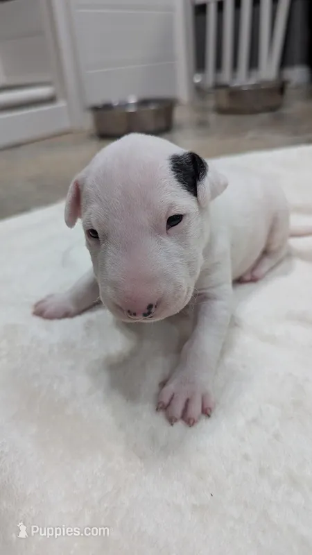 Bepo – Bull Terrier puppy for sale in Lake Elsinore, CA