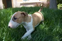 Luffy (AKC Registered), a male Bull Terrier for sale in Lake Elsinore, CA – 8 of 10