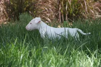 Nami (AKC Registered), a female Bull Terrier for sale in Lake Elsinore, CA – 4 of 10