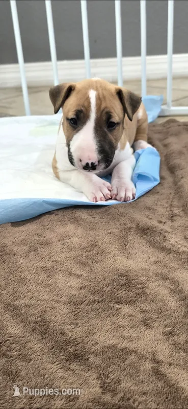 Carrot – Bull Terrier puppy for sale in Lake Elsinore, CA