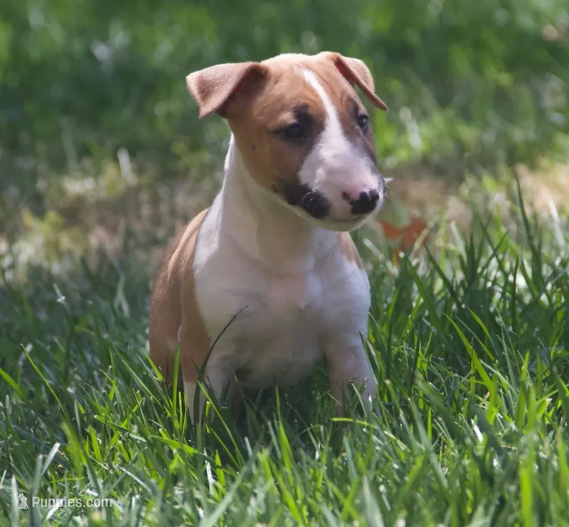 Carrot – Bull Terrier puppy for sale in Lake Elsinore, CA