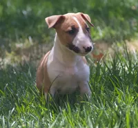 Carrot (AKC Registered), a female Bull Terrier for sale in Lake Elsinore, CA – 1 of 10