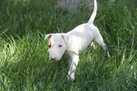 Nami (AKC Registered), a female Bull Terrier for sale in Lake Elsinore, CA – 10 of 10